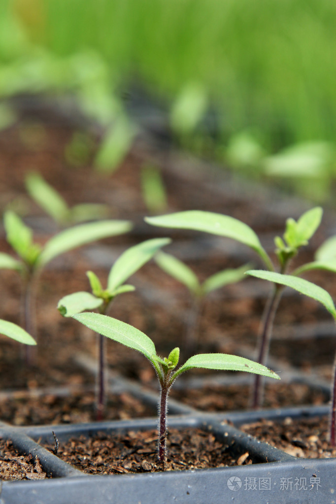 盆栽番茄幼苗