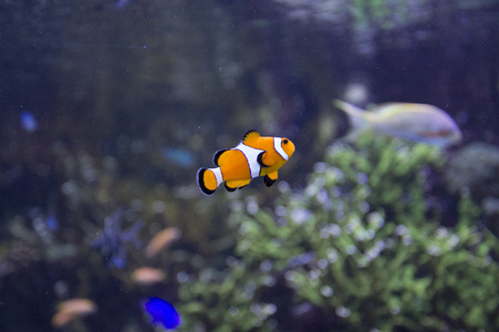 在水族馆的鱼