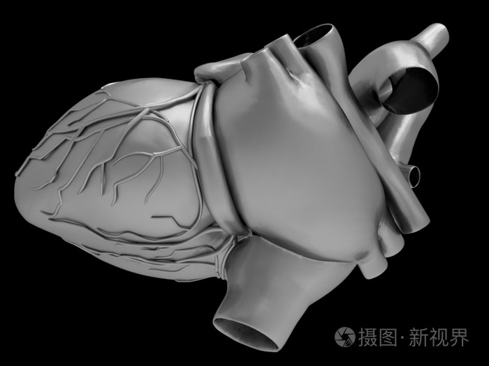 人工人类心脏模型