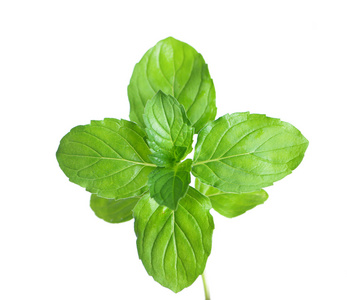 清新的绿色薄荷照片