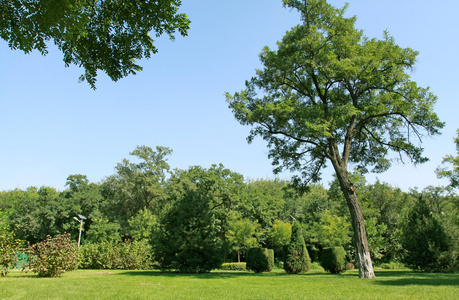 在一个公园的绿化景观图片