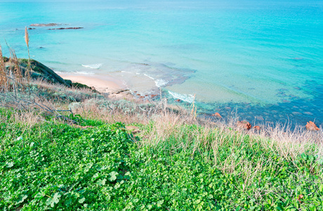 海和草