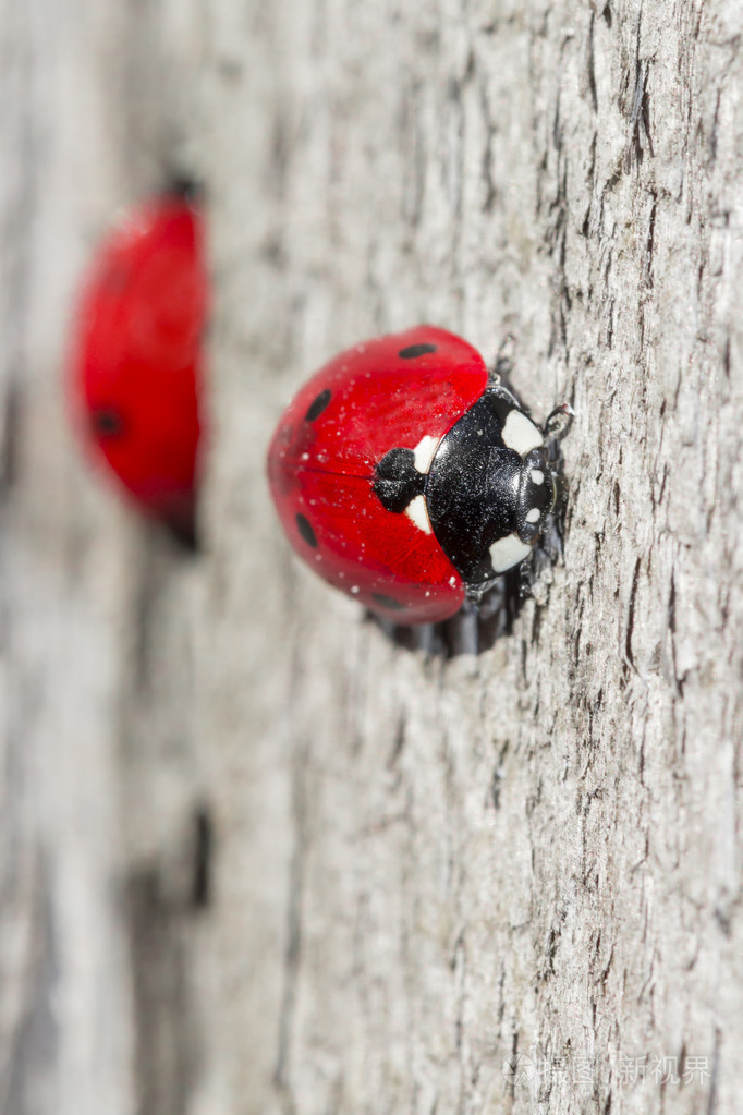 在木头上的瓢虫两个红点黑色心的形状