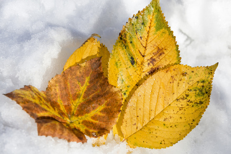 深秋。金枫叶在雪地上