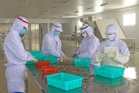 在大虾的加工线在某一海鲜过程中的工作的工人照片