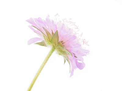 在白色背景上的 knautia 花