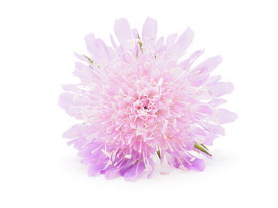 在白色背景上的 knautia 花