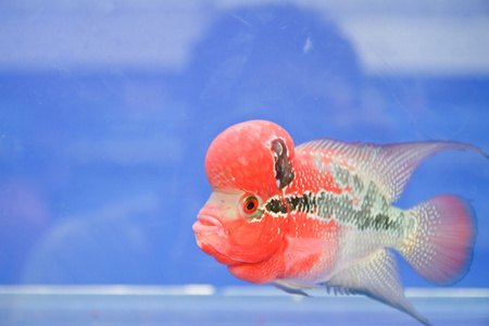 flowerhorn 鲷鱼在水族馆