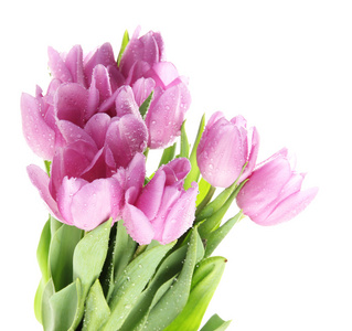 束美丽的紫色郁金香，孤立在白色