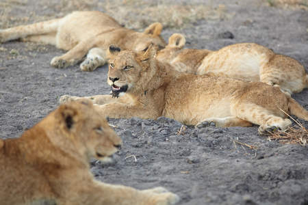 躺着的母狮 非洲狮