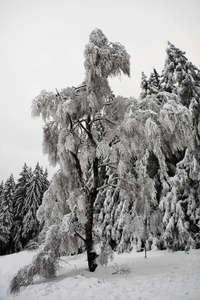 雪景观