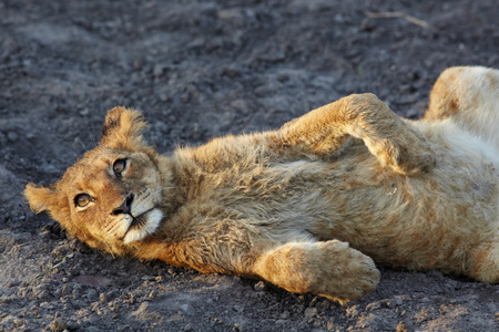 在晨曦中休息的年轻幼狮