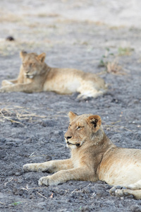 躺着的母狮 非洲狮