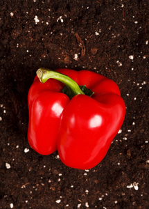 辣椒对土壤