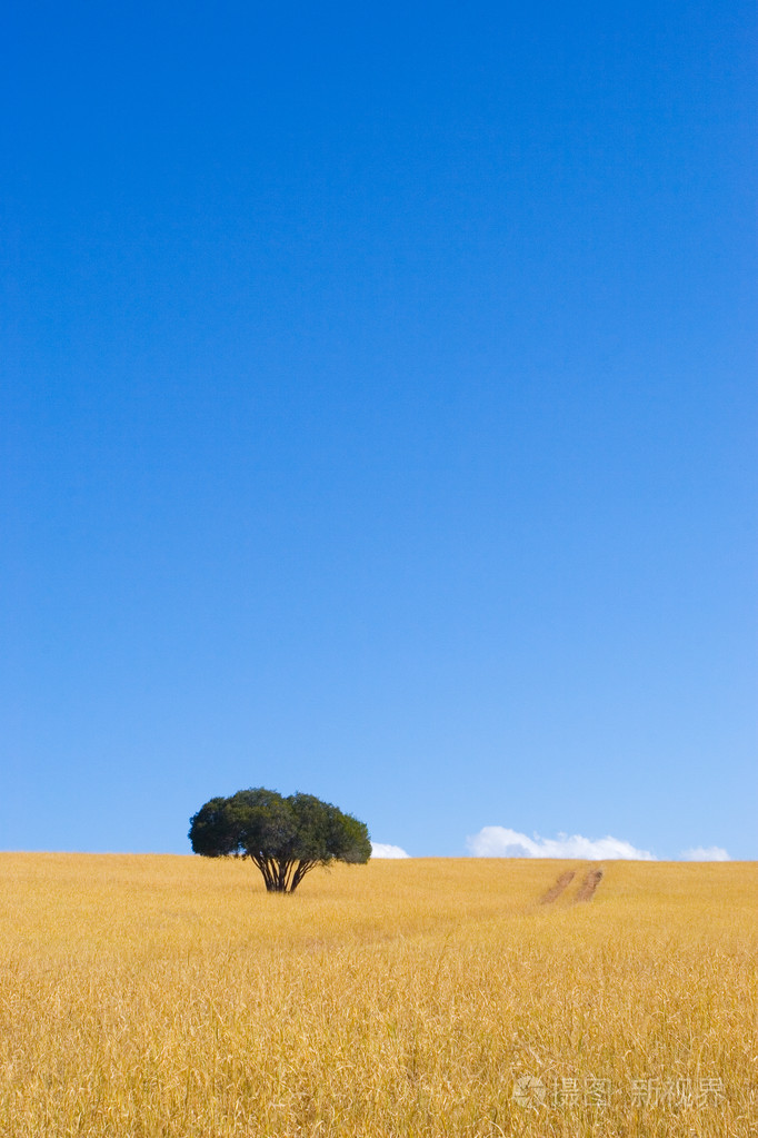 在干黄色草地与蓝蓝的天空中单绿树