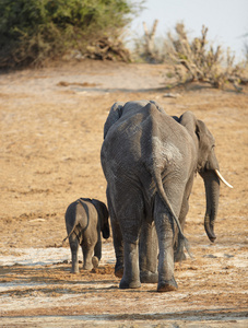 一群非洲大象上，银行在博茨瓦纳乔贝河
