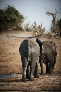 一群非洲大象穿越在博茨瓦纳乔贝河
