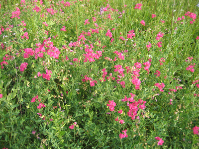 野生豌豆鲜花背景