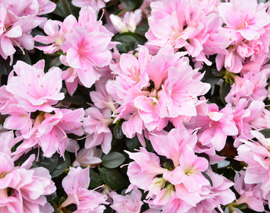 美丽春天粉色的花朵