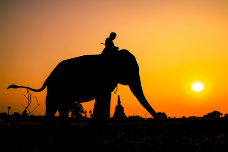大象在泰国大城府的剪影行动