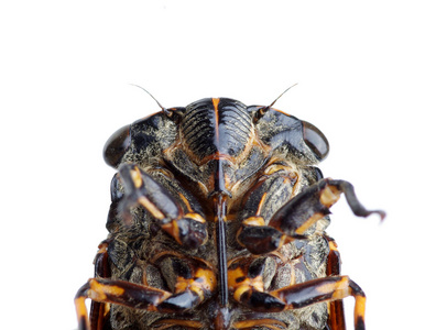 大的棕色蝉图片