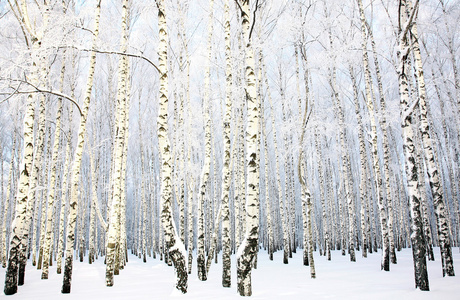 美丽的白桦树林与盖的雪分支