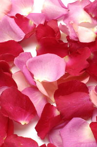 色彩鲜艳的玫瑰花瓣