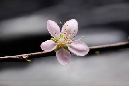 樱花樱花