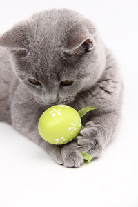 可爱的灰色猫咪，玩复活节彩蛋