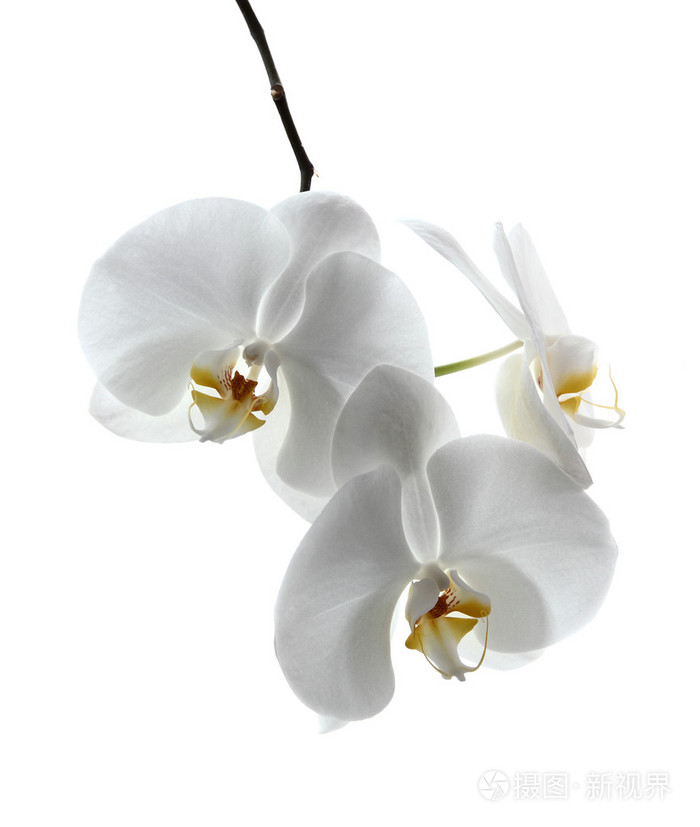 白色兰花
