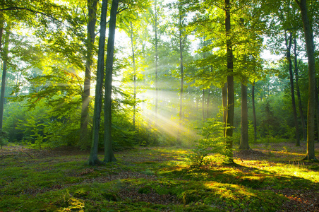在森林里的早晨照片