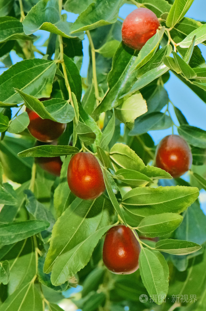 在树上的枣