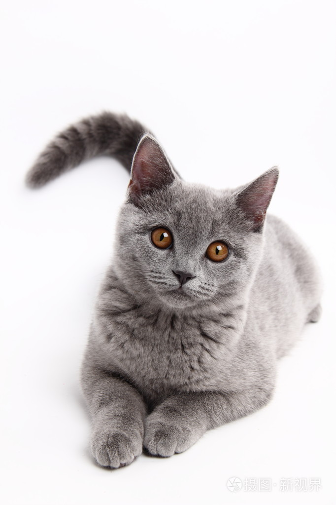 3456*5184px发票合同问题/蓝色可爱毛茸茸黄色灰色白色小猫查看作者