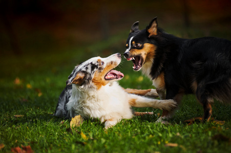 两个澳洲牧羊犬一起玩