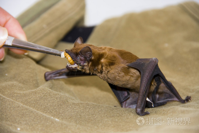饲养一只蝙蝠