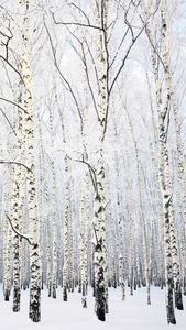冬季美丽的白桦林在蓝蓝的天空上