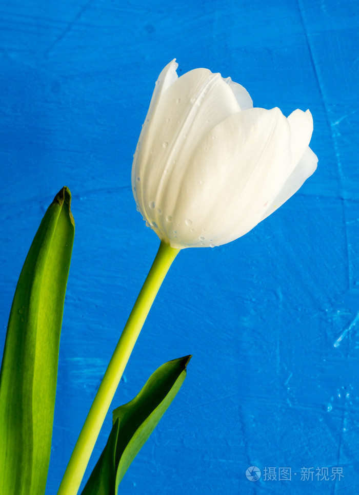 白色郁金香蓝色的背景