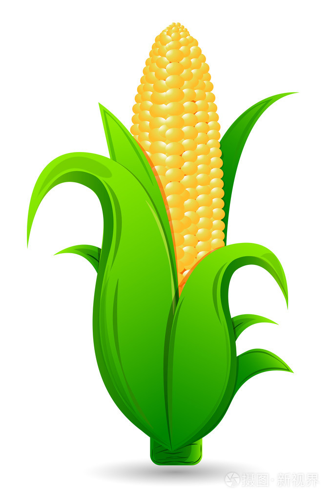 新鲜玉米插画-正版商用图片1btcjp-摄图新视界