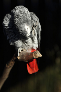 非洲灰鹦鹉，psittacus erithacus