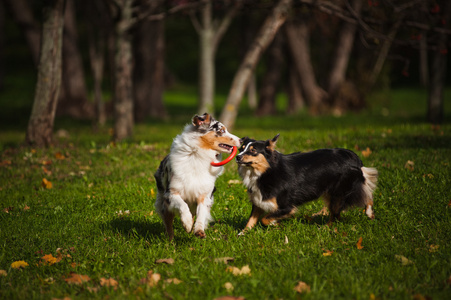 两个澳洲牧羊犬一起玩