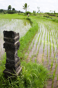 传统巴厘岛稻田