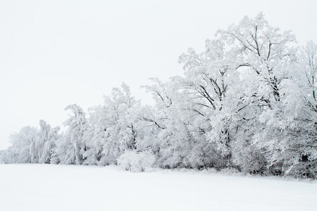 冬季景观与雪和树