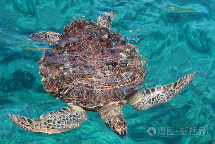 海龟照片-正版商用图片1btima-摄图新视界