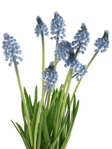 蓝色花的春天植物葡萄风信子