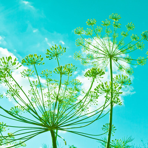 莳萝花 umbels