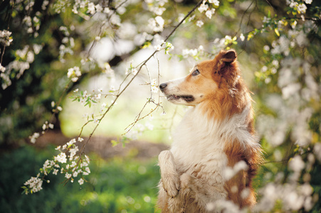 边境牧羊犬狗画像在春天