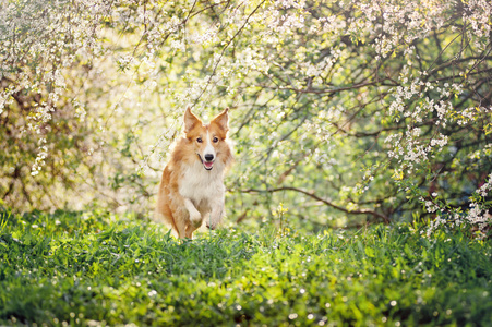 运行在春天的边境牧羊犬