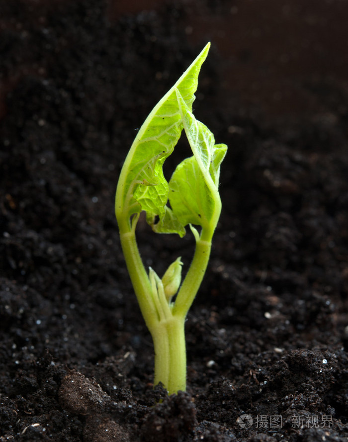 植物从土壤生长