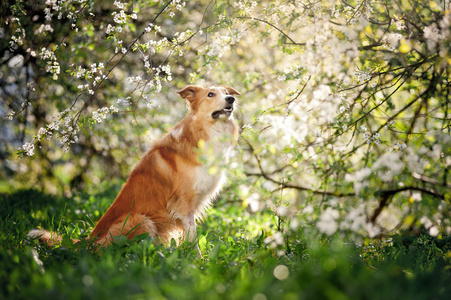 边境牧羊犬狗画像在春天