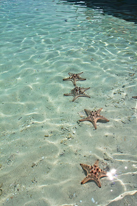 关于海的勿岛印度尼西亚星鱼